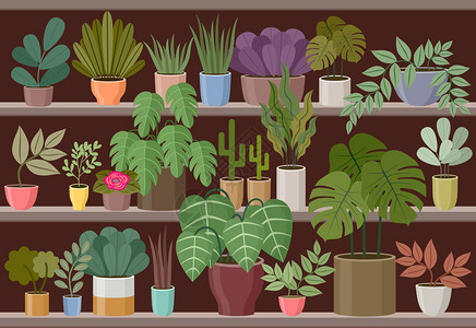 花卉家庭植物商店矢量插图图片