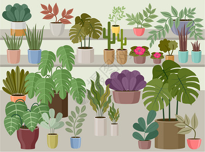 花卉家庭植物商店矢量插图背景图片