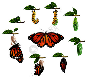 蝴蝶幼虫蝴蝶生命周期逼真图标集毛虫幼虫蛹成像阶段矢量插图蝴蝶写实套装的生命周期插画