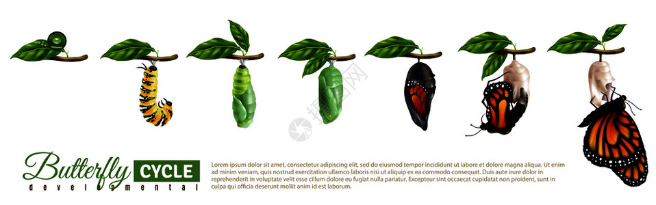 蝴蝶幼虫蝴蝶水平集卵成虫的发育周期逼真的矢量图蝴蝶水平插画