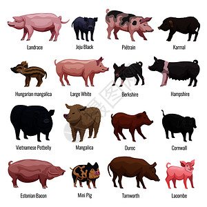 大肚腩猪图标迷你猪汉普郡品种扁平孤立矢量插图猪图标插画