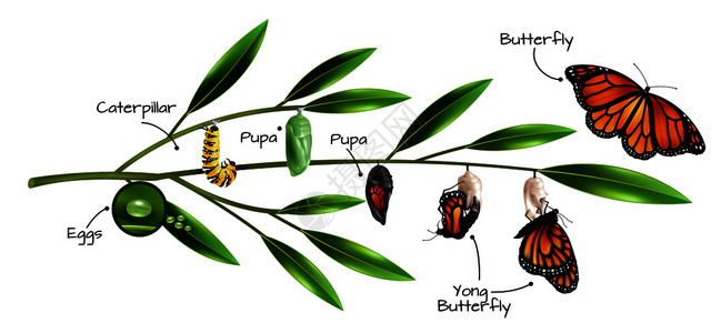 蝴蝶幼虫素材蝴蝶的例子,丹纳奈君主物种的现实构图矢量插图蝴蝶成分插画