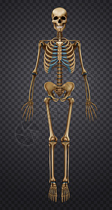 脊椎骨透明背景三维矢量插图上分离出真实的人类骨架现实的人类骨骼插画