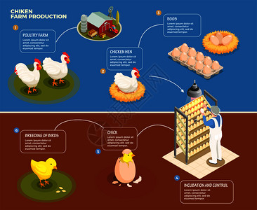 鸡蛋生产鸡生产逐步家禽养殖场孵化控制养殖鸡等距矢量图插画
