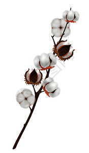 彩色逼真的棉花花枝成与成熟收获的棕色枝条矢量插图图片