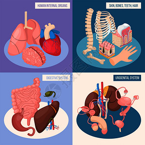 泌尿图标人体器官2x2集消化泌尿生殖系统,皮肤,骨骼,牙齿,头发等距矢量插图插画