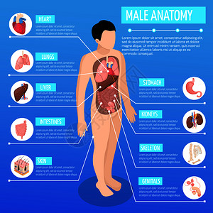 男解剖等距海报与人体信息图模型描述内脏矢量插图图片
