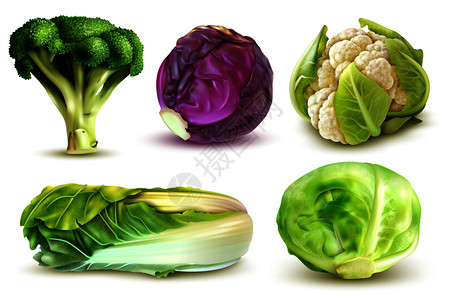 西兰花元素写实套与新鲜大白菜,西兰花,中国叶,花椰菜分离矢量插图插画