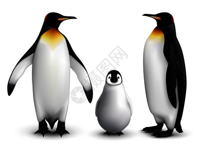 国王企鹅家族与小鸡现实特写图像与成鸟类的正侧视图矢量插图图片