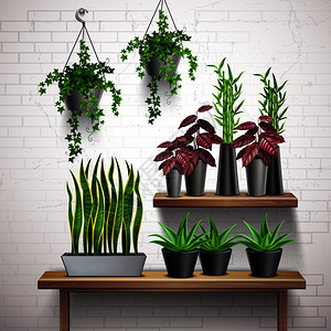 盆架子房子植物现实的白色砖墙内部与悬挂常春藤盆肉质侧桌矢量插图插画