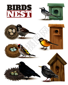 鸟巢可编辑的文本真实的鸟类图像与野生鸟巢鸟巢矢量插图背景图片