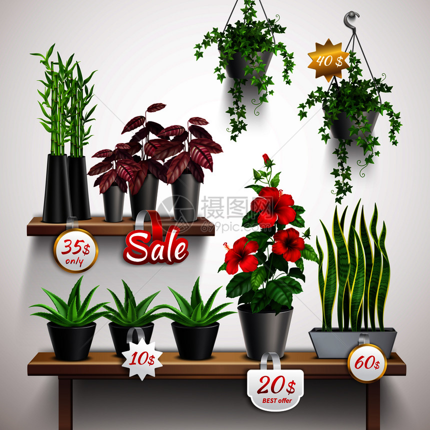 现实的商店货架与房子植物花卉矢量插图图片