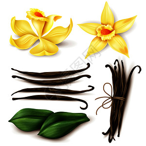 风味豆折丝香草植物写实与新鲜黄花,芳香干棕豆叶分离矢量插图插画