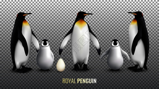 皇家企鹅写实与蛋鸡成鸟类透明的背景矢量插图插画