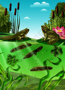 青蛙生命周期水阶段现实海报与成两栖动物卵蝌蚪腿矢量插图图片