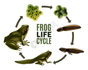 青蛙生命周期阶段现实与成动物受精卵果冻质量蝌蚪青蛙矢量插图背景图片