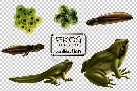 青蛙生命周期阶段现实与成动物受精卵,蝌蚪青蛙透明背景矢量插图背景图片