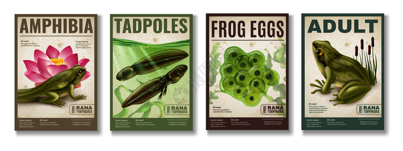 青蛙生命周期受精卵果冻蝌蚪成两栖动物4现实海报矢量插图背景图片