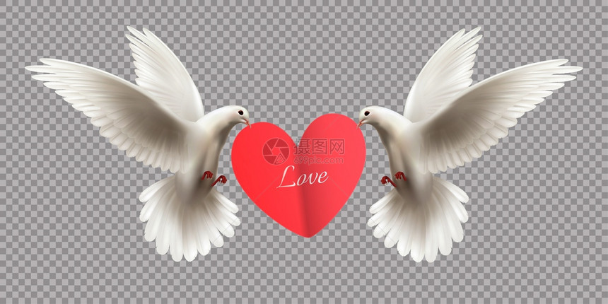 爱的理念与两只白色鸽子抱着心其嘴上透明的背景现实矢量插图图片