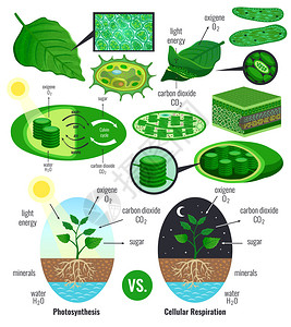 生物光合作用信息图元素与光能换Calvin循环方案植物细胞呼吸彩色矢量图背景图片