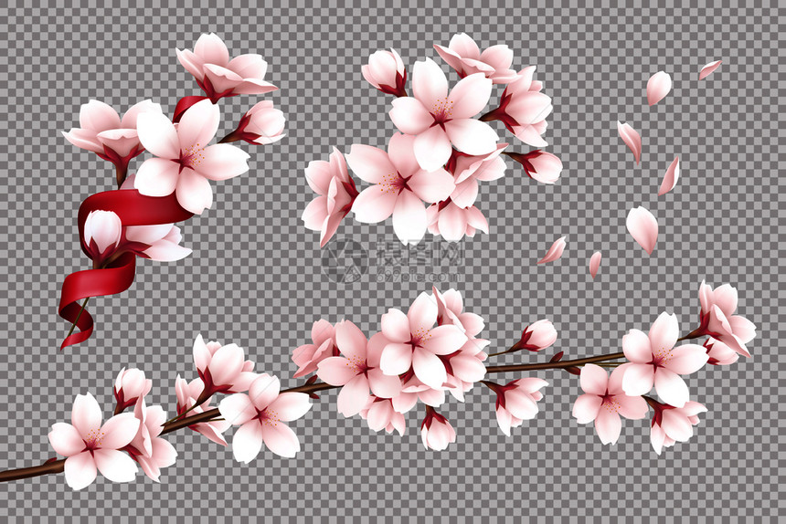 透明背景与现实开放的樱花花瓣矢量插图图片
