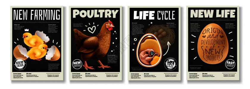 家禽海报家禽养殖鸡生命周期饲养鸟类蛋胚发育4现实海报矢量插图插画