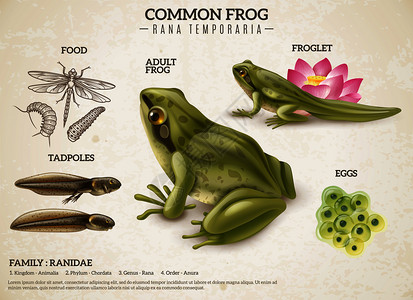 青蛙生活方式复古生物科学教育海报与成动物卵蝌蚪青蛙矢量插图图片