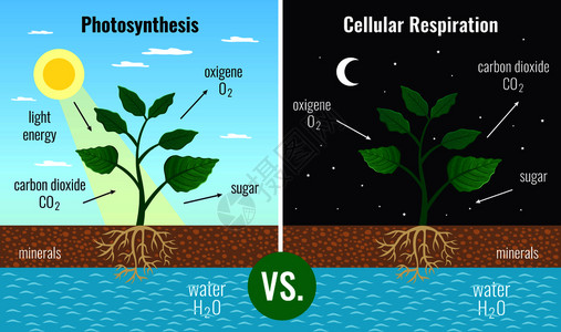 细胞生长光合作用积累糖细胞呼吸促进所植物的功能白天晚上2教育海报矢量插图插画