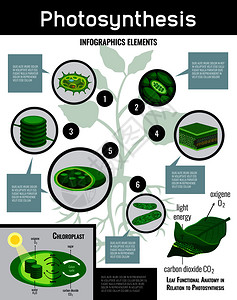 光合作用光能细胞中的食物化过程示意图信息图元素与描述教育海报矢量插图图片