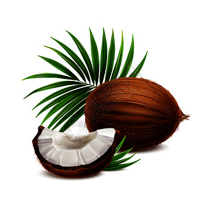椰子新鲜整体段与白色果肉特写现实构图与棕榈叶矢量插图插画