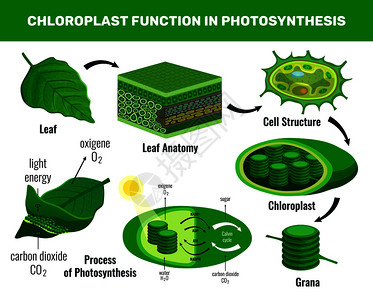 植物结构叶绿体将光能化为糖,用于绿色植物细胞食物光合作用信息图元素图式矢量图插画