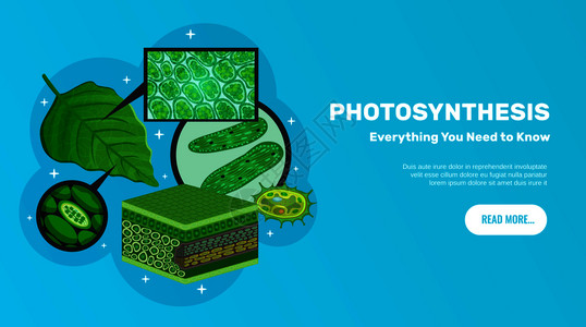 光合作用基本信息网站水平横幅与绿叶细胞叶绿体叶绿素结构背景矢量图图片