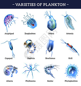 卤青虾各种浮游生物孤立图标与文字解释卡通矢量插图插画