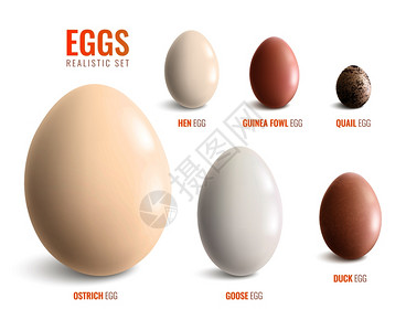 彩色逼真的鸡蛋图标鸵鸟蛋,鹅,鸭,珍珠鸡,鹌鹑矢量插图插画