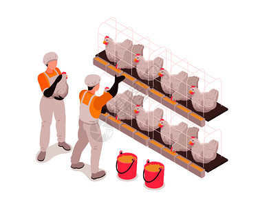 鸡笼子家禽农场生产工人鸡稳定检查喂鸟收集鸡蛋等距成矢量图插画