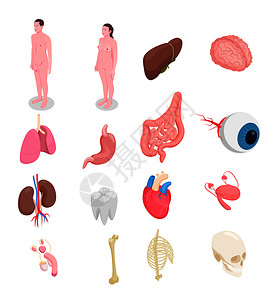 人体器官等距图标与男女身体,肝,眼,骨,肾,心脏分离白色背景三维矢量插图图片