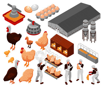 鸡禽场等距元素火鸡蛋,农场工人喂鸟设施设备矢量插图图片