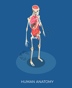 人体解剖等距成与骨骼内脏三维矢量插图图片