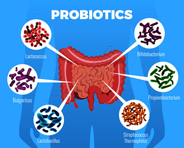 益生菌海报与加强免疫系统符号平矢量插图背景图片