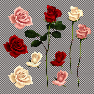 真实的套红色粉红色白色玫瑰隔离透明的背景矢量插图图片