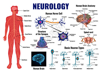 树突细胞神经学人脑解剖平孤立向量插图插画