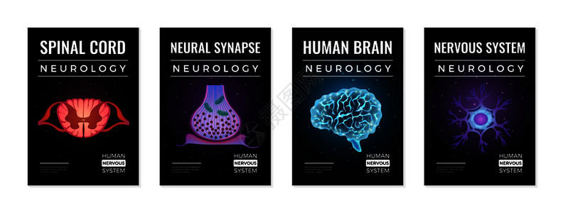 脑神经元神经学横幅收集四个垂直成与可编辑的文本发光霓虹灯分子脑图像矢量插图插画