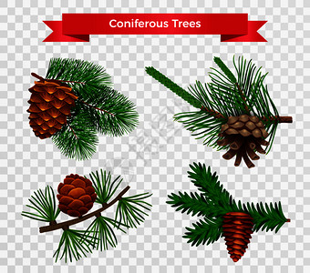 红针松树透明背景上松树锥分离图像,同的物种带状标题矢量插图插画