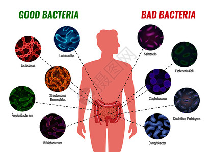 身体压力好的坏的细菌海报与医疗治疗符号平矢量插图插画