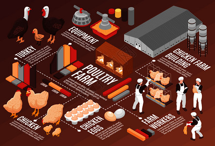 肉蛋禽鸡禽场等距流程图海报与肉蛋生产设备,农场工人建筑鸟类矢量插图插画