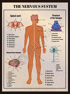 神经元素神经学海报与复古复古风格的信息图元素图像的身体内脏可编辑的文本标题矢量插图插画