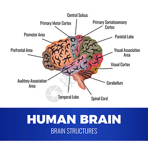 脊柱结构神经学人脑解剖成与人脑区域的示意图图像与可编辑的文本标题矢量插图插画