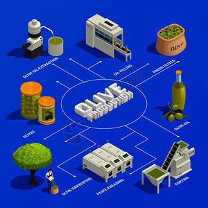 橄榄生产等距流程图与水果收获分类,捏油提取,灌装包装线矢量插图背景图片
