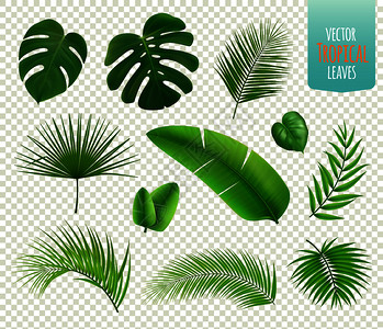 真实的图标与各种热带树木植物的叶子隔离透明的背景矢量插图图片
