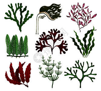 海藻五颜六色的平与9种红棕色绿藻物种白色背景下矢量插图背景图片